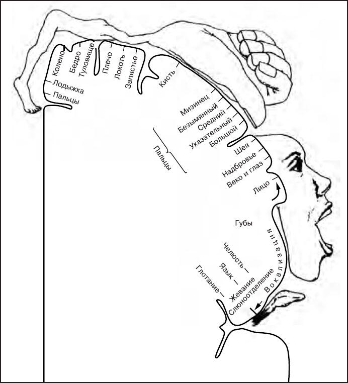 Рис 11 Карта моторной зоны коры больших полушарий мозга Вовторых выступая - фото 1