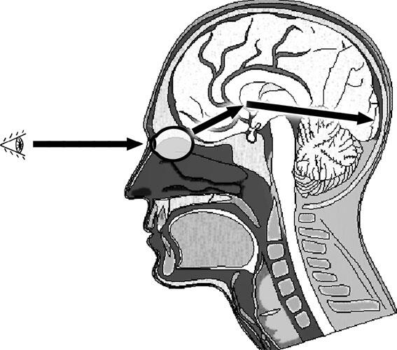 Обработка офтальмогеометрической информации мозгом человека В общем мы поняли - фото 18