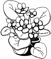 Рис Сенполия Кратковременное цветение у кливии кринума гиппеаструма Рис - фото 2