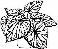 Рис Бегония При выращивании пестролистных растений важно знать реакцию - фото 5