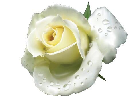 Виктория Некрасова Белая роза Посвящается людям которые боятся любви как - фото 1