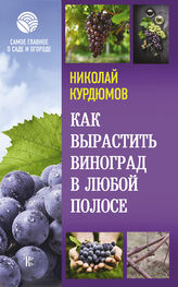 Николай Курдюмов: Как вырастить виноград в любой полосе