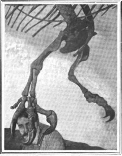 Фотография когтистой лапы динозавра из ньюйоркского музея Уиллис Кнапп - фото 11