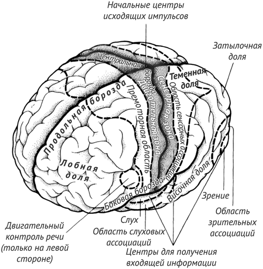 Рис 3 Чувствительный и двигательный пути в коре головного мозга Это - фото 3