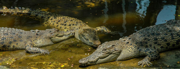 Крокодилы не летают И жирафы не поют Крокодилы всех съедают А жирафы слёзы - фото 6