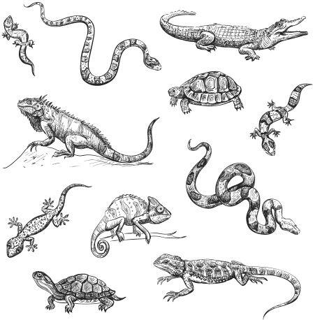Земноводные животные Земноводные это лягушки жабы и саламандры Ещё их - фото 3