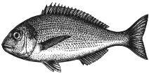 В первую очередь рыбы отличаются от других животных внешним видом У них есть - фото 5