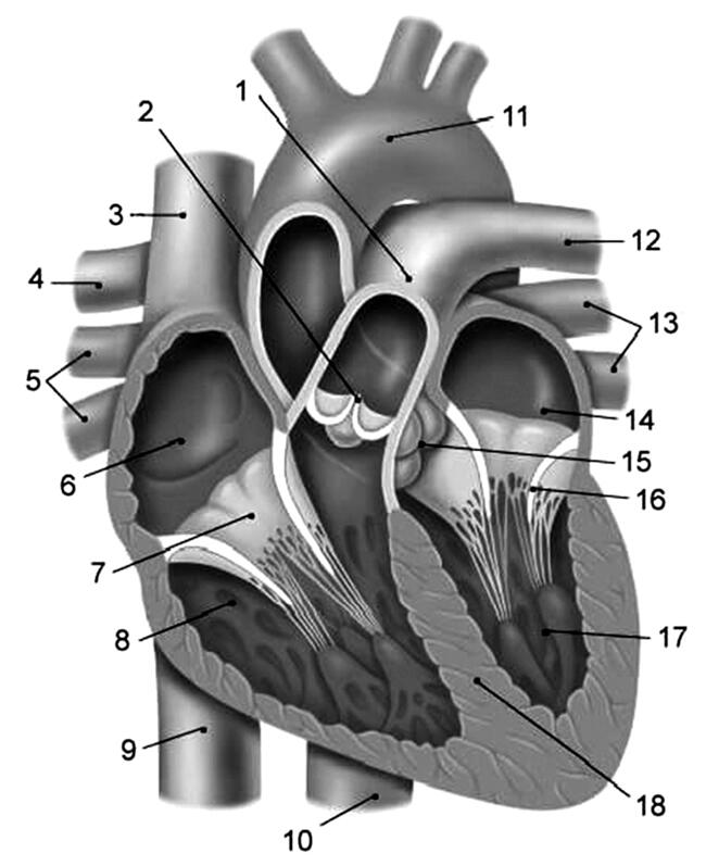 Рис 1 Строение сердца человека 1 легочный ствол 2 клапан легочной - фото 1