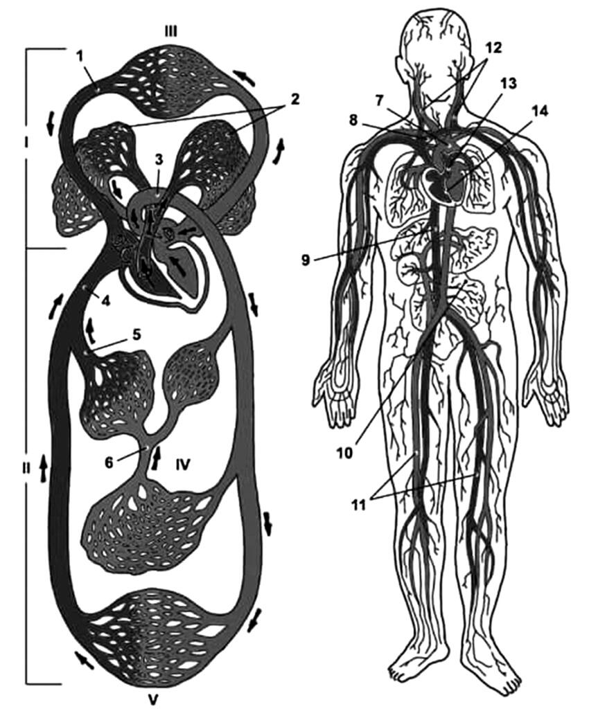 Рис 2 Строение кровеносной системы человека 1 верхняя полая вена 2 - фото 2
