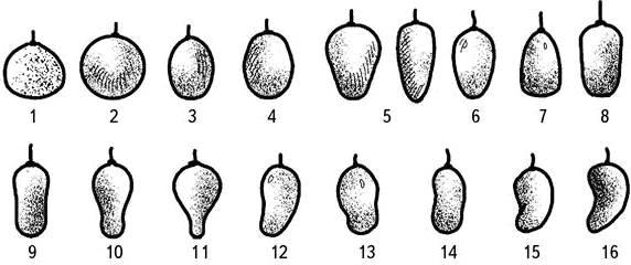 Рис 9 Форма ягод винограда 1 сплюснутая 2 округлая 3 овальная 4 - фото 19