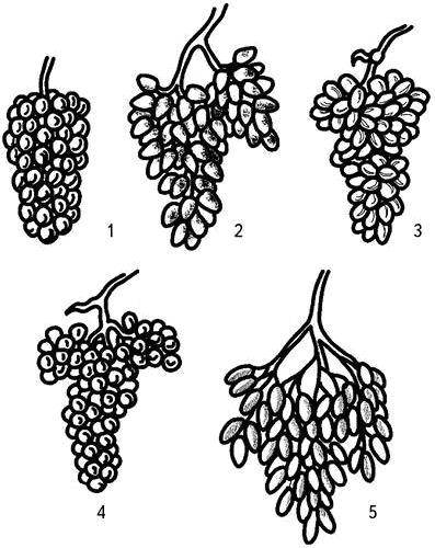 Рис 10 Форма кистей винограда 1 цилиндрическая 2 коническая 3 - фото 20