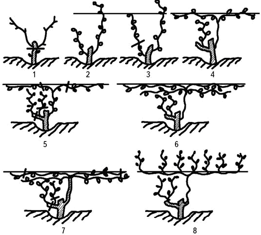 Рис 25 Штамбовая формировка куста 1 обрезка весной первого года 2 - фото 45