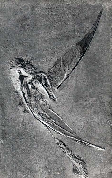 Один из прекрасно сохранившихся скелетов летающих ящеров Rhamphorhynchus - фото 5