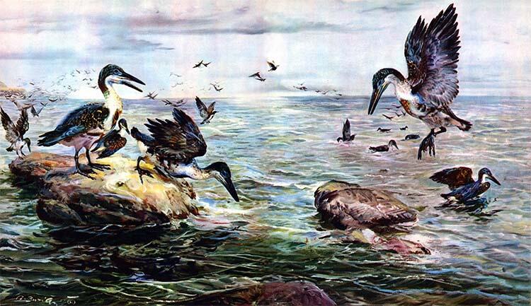 Одновременно с гесперорнисами жили также зубастые птицы из рода Ichthyornis По - фото 42