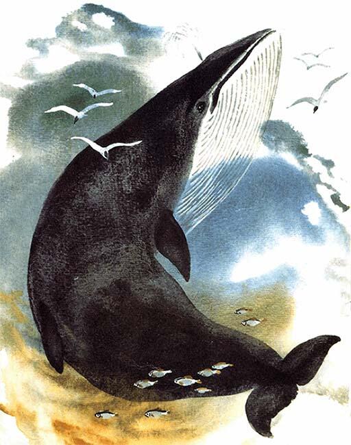 Кит Плыл кит под водой свой корм рачков выискивал Пора всплывать - фото 1