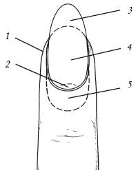 Строение ногтя 1 околоногтевая кожицакутикула 2 ногтевая лунка 3 - фото 1