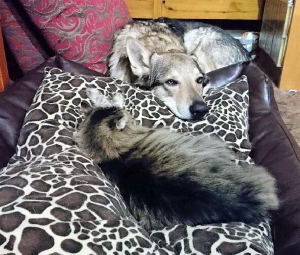 Пёс Канис дружно живёт в доме с двумя кошками Джойкой и Ульси Днём они мирно - фото 2