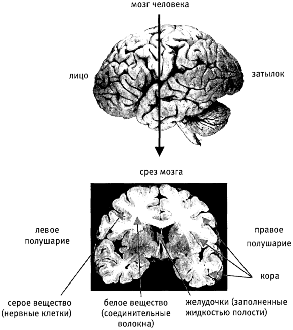 Рис п1Общий вид и срез головного мозга человека Человеческий мозг вид - фото 1