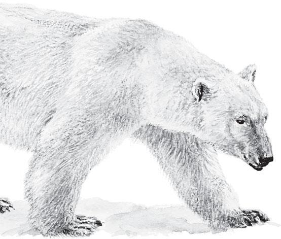 Почему белый медведь не боится холодной воды Под кожей у белого медведя - фото 6