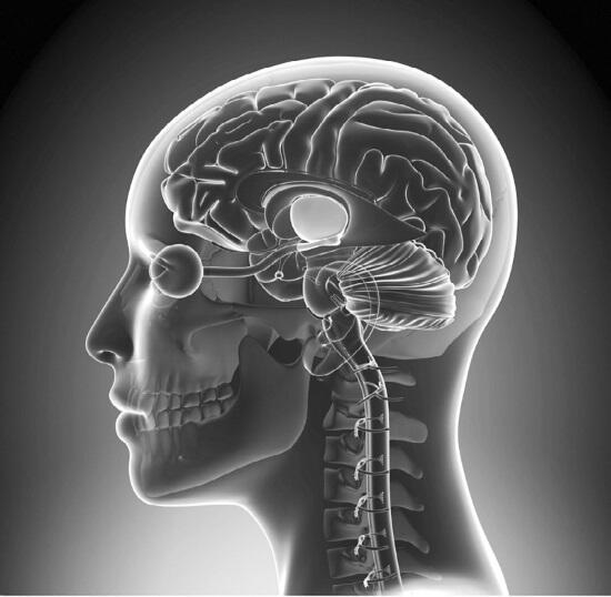 Местоположение гипоталамуса в головном мозге Именно от этого участка головного - фото 1