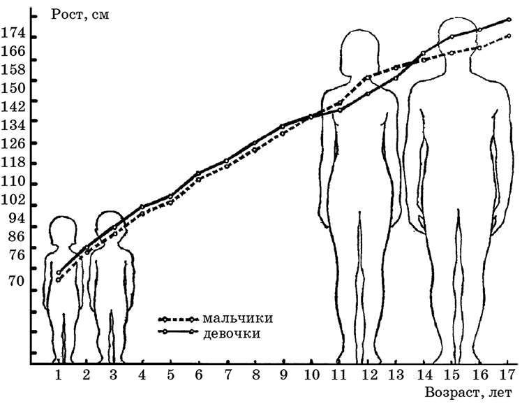 Рис 1 Динамика роста человека с возрастом Рис 2 Изменение пропорций - фото 1