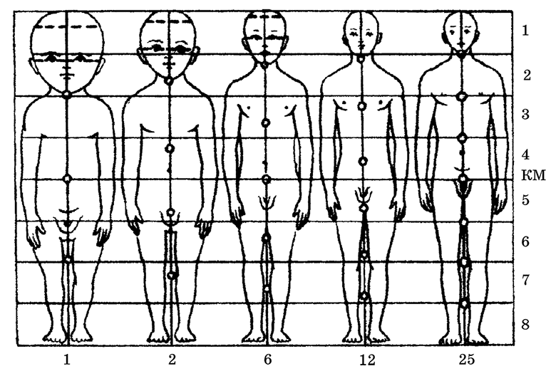 Рис 2 Изменение пропорций отделов тела в процессе ростаКМ средняя линия - фото 2