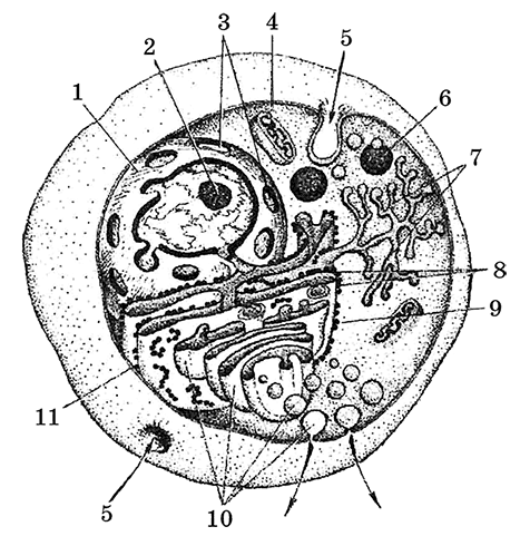 Рис 3 Схематическое изображение объёмного строения животной клетки1 ядро - фото 3