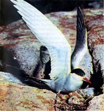 Полярная крачка самый неутомимый путешественник из птиц Улетая в Антарктику - фото 6