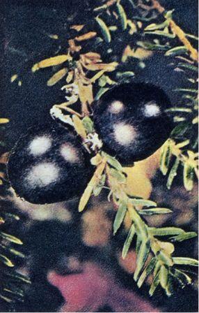Плод черной водяники карликового растения служит пищей животным но для - фото 12