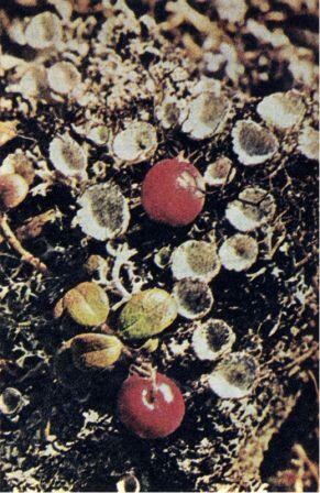 Экзотический лишайник Такие растения типичные для большей части полярной - фото 13