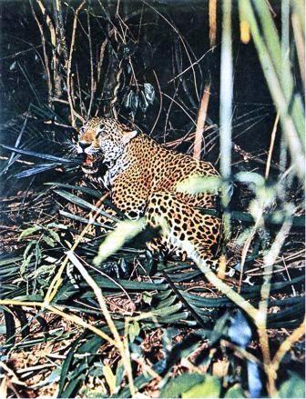 Ягуар огромная пятнистая кошка американских тропиков распространен в - фото 166