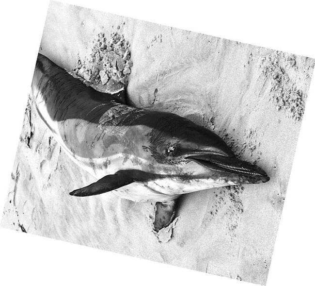 Массовое самоубийство дельфинов Новая Зеландия 2009 г Животные способны - фото 2