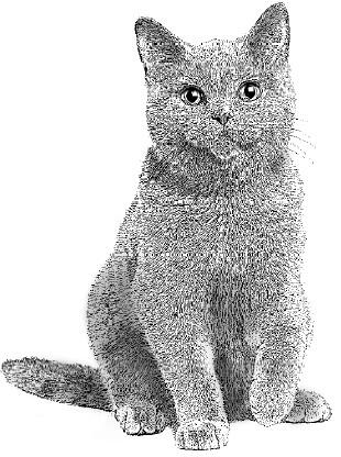 Рейчел Уэллс Алфи невероятный кот Посвящается Ксавье ты моя радость - фото 1