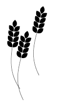 Пшеница интегрирована в рацион питания современного человека сильнее чем любой - фото 8