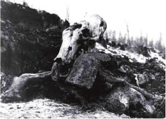 Рис 10 Берёзовский мамонт на месте находки Выяснилось что давно - фото 11