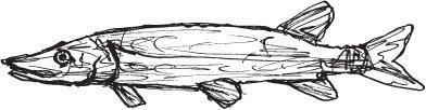 Der Hecht Esox lucius hat einen langen flachen Körper eine - фото 2