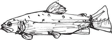 Die Bachforelle Salmo trutta fario hat einen spindelförmigen Körper mit - фото 5