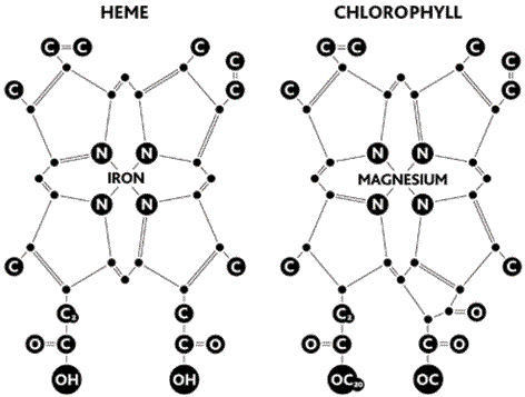 Молекулы гемоглобина и хлорофилла Молекула слева химическое изображение гема - фото 1