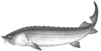 Рис 1 Белуга Исторически белуга самая крупная из рыб встречавшихся в - фото 1