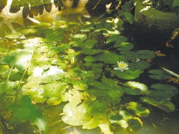 Природы чудные творения Никитский сад Посвящение Никитскому ботаническому - фото 5