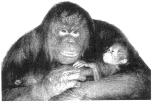 Рис2 Самка орангутанга одна заботится о детеныше в течение многих лет Важной - фото 2