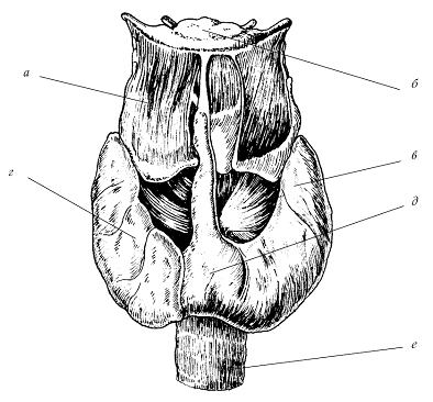 Строение щитовидной железы а щитовидноподъязычная мышца б подъязычная - фото 1