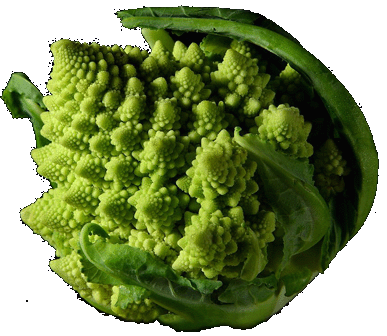 Фрактальная форма кочана капусты сорта Романеско Brassica oleracea - фото 25