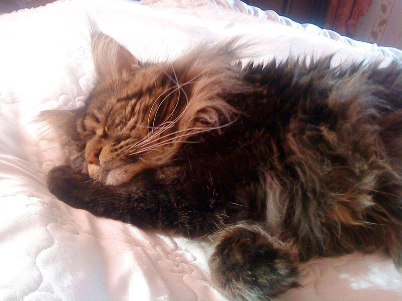 Сеня конечно же полюбил спать на хояйской кровати Он всегда хочет быть ближе - фото 7