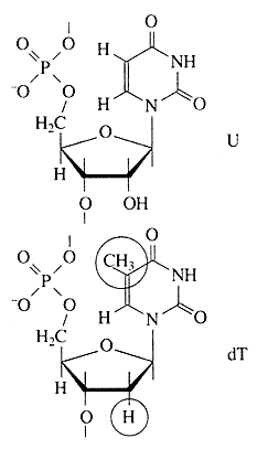 Рис 2 Химические формулы остатков одного из рибонуклеотидов уридиловой - фото 4