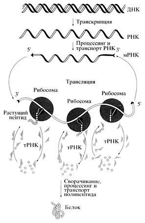 Рис 1 Общая схема биосинтеза белков Однако чтобы синтезировать белки одной - фото 3