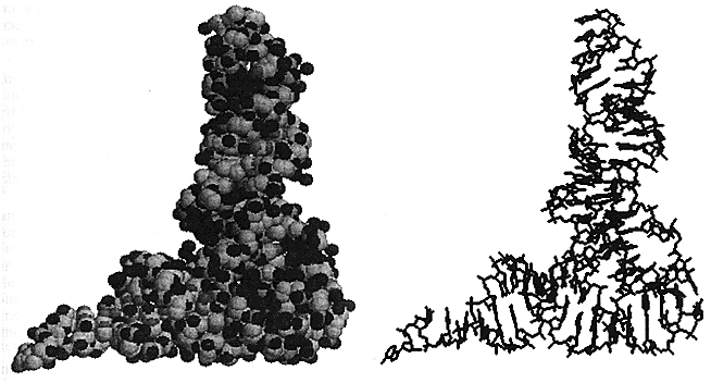Рис 3 Атомная слева и скелетная справа модели фенилаланиновой тРНК - фото 5