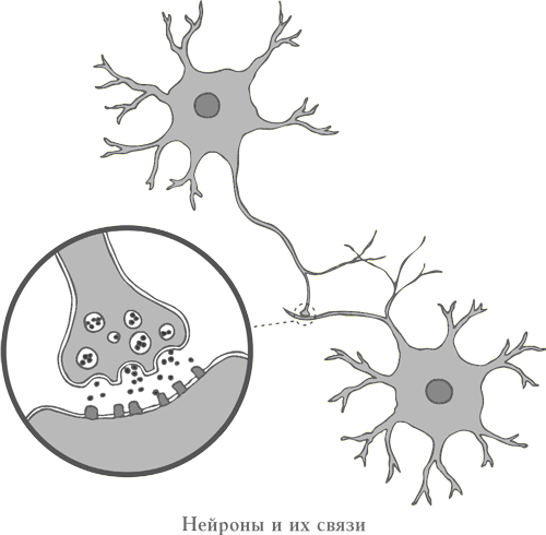 А какова роль клеток нейроглии Глия означает клей Свое название глия - фото 3