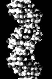 Молекула ДНК описанная Уотсономи Крикомв 1953 году Зарождение биологии - фото 10