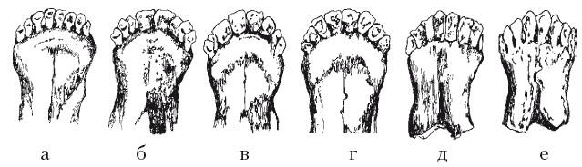 Зубы овец разного возрастаа до 1 года б 18 месяцев сменилась первая пара - фото 4